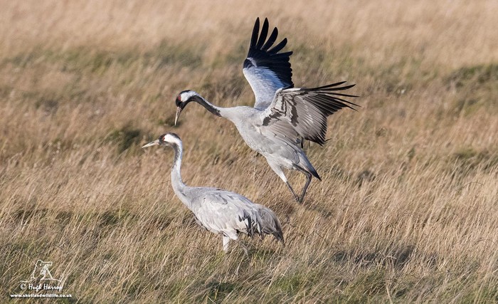 Common Crane