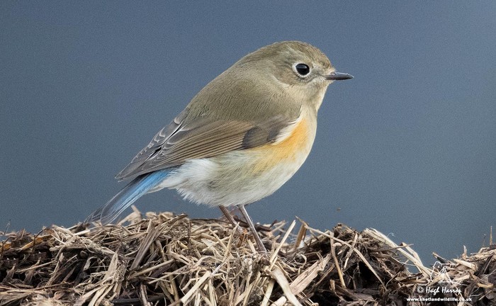 Red-flanked Bluetail