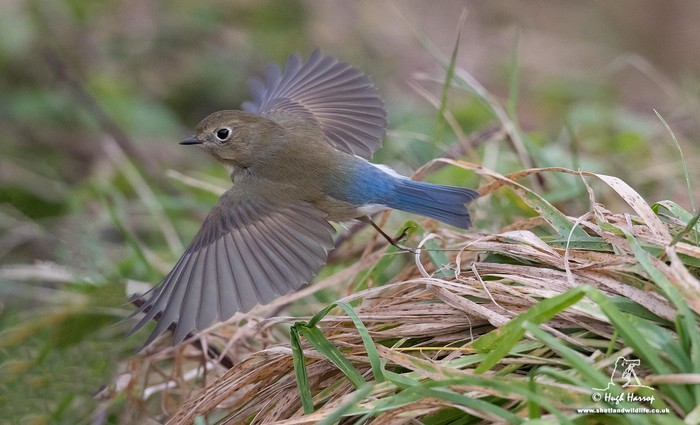 Red-flanked Bluetail