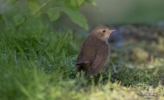 Thrush Nightingale