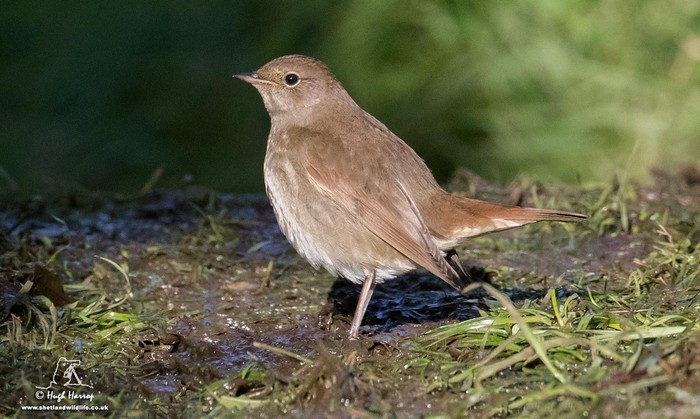 Thrush Nightingale