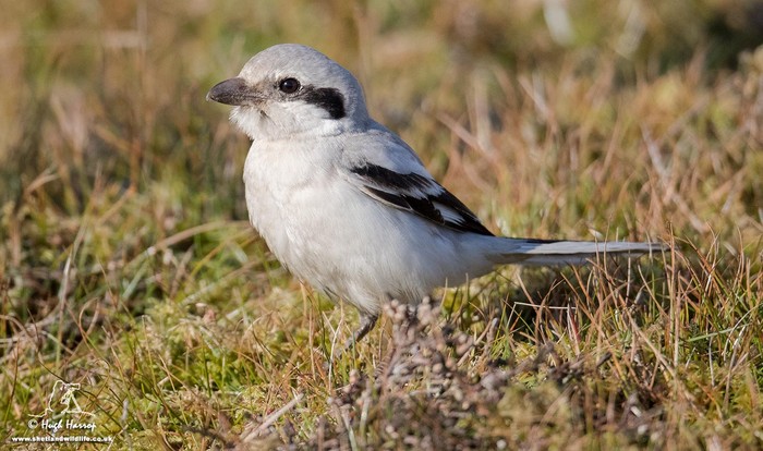 Steppe Grey Shrike