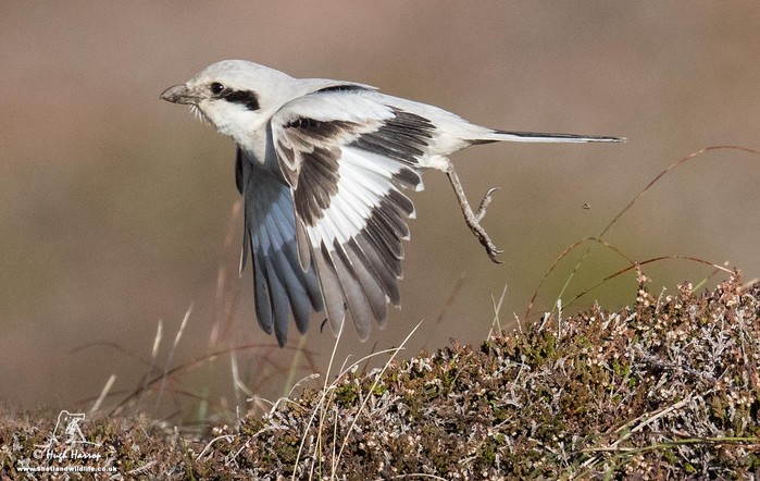 Steppe Grey Shrike