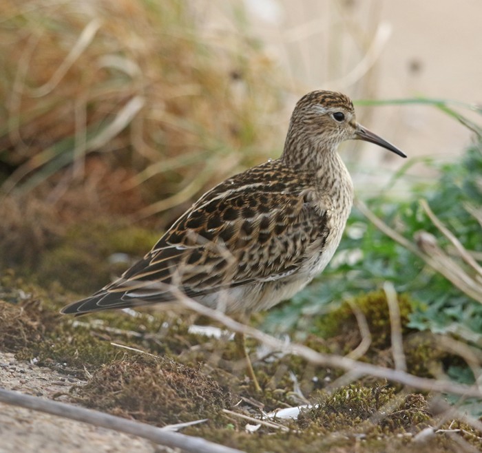 Pectoral Sandpiper