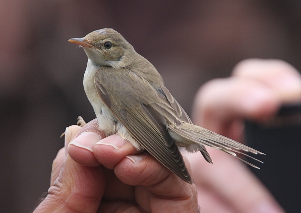Marsh Warbler