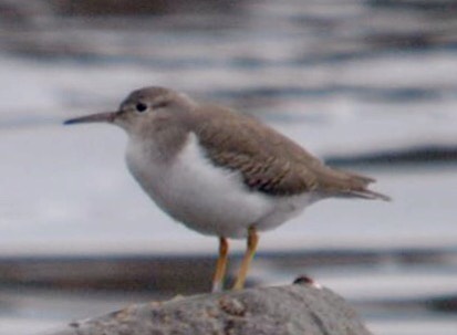 Spotted Sandpiper