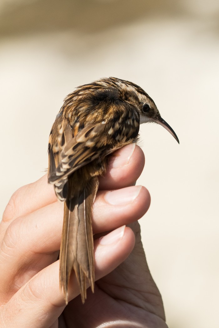 Short-toed Treecreeper