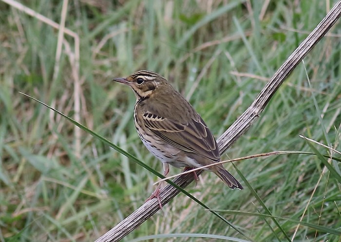 Olive-backed Pipit