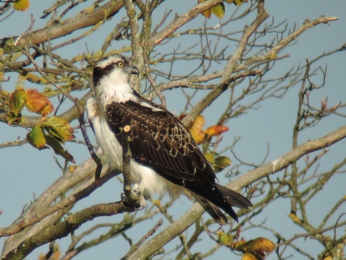 Osprey