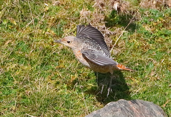 Rock Thrush