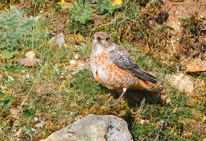 Rock Thrush