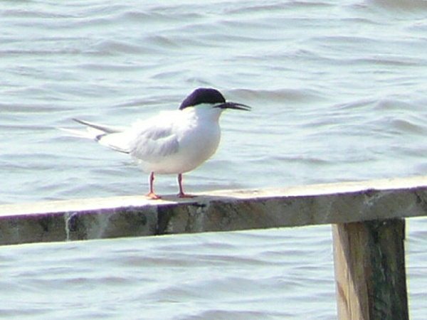 Roseate Tern