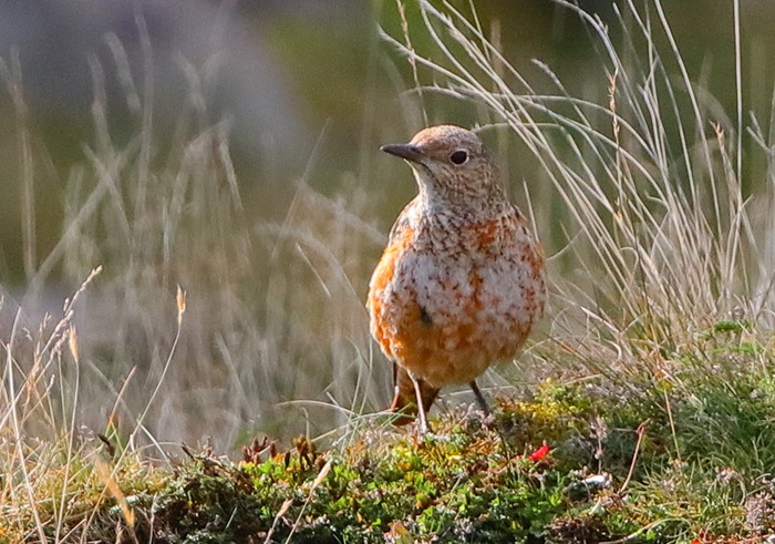Rock Thrush