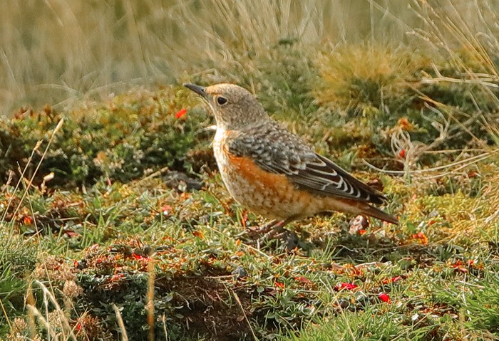 Rock Thrush