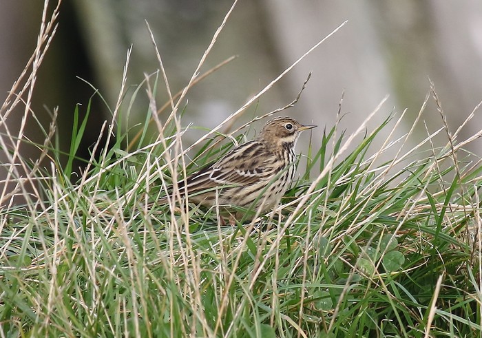 Red-throated Pipit