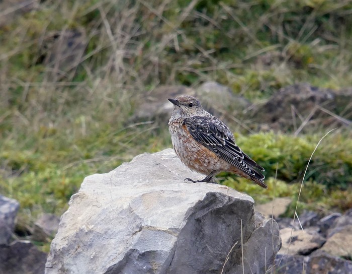 Rock Thrush