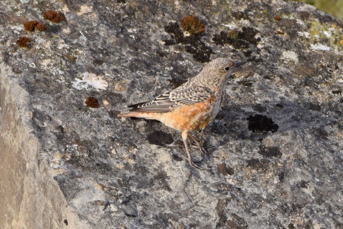 Rock Thrush