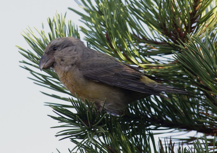 Parrot Crossbill