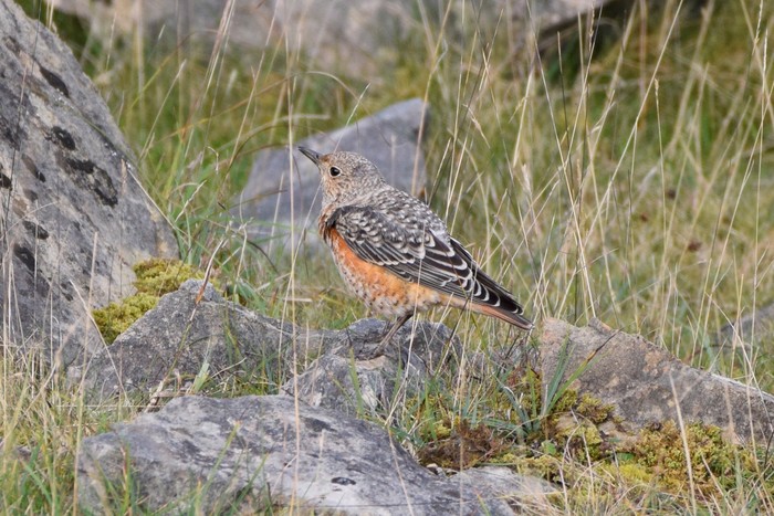 Rock Thrush