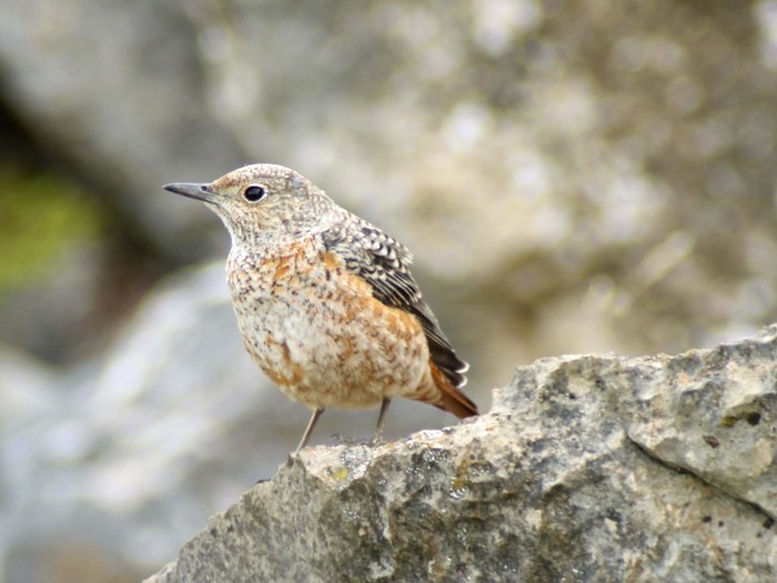 Rock Thrush