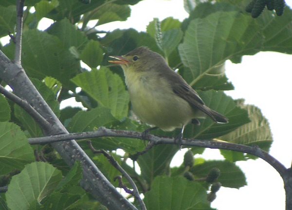 Icterine Warbler
