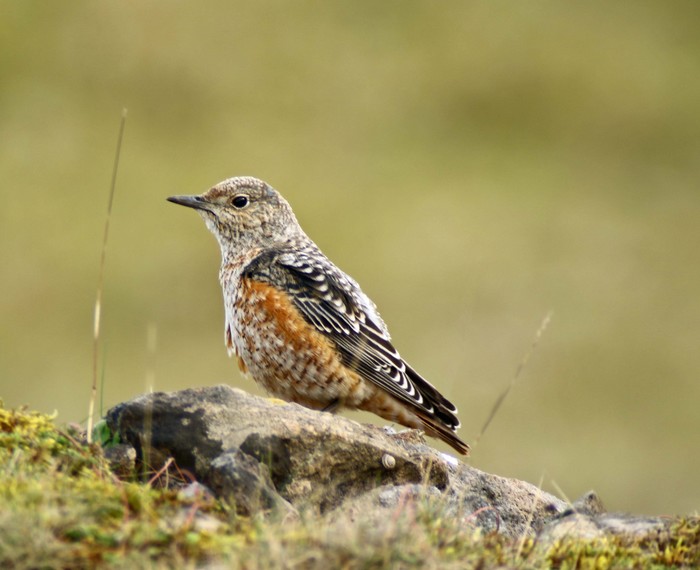 Rock Thrush