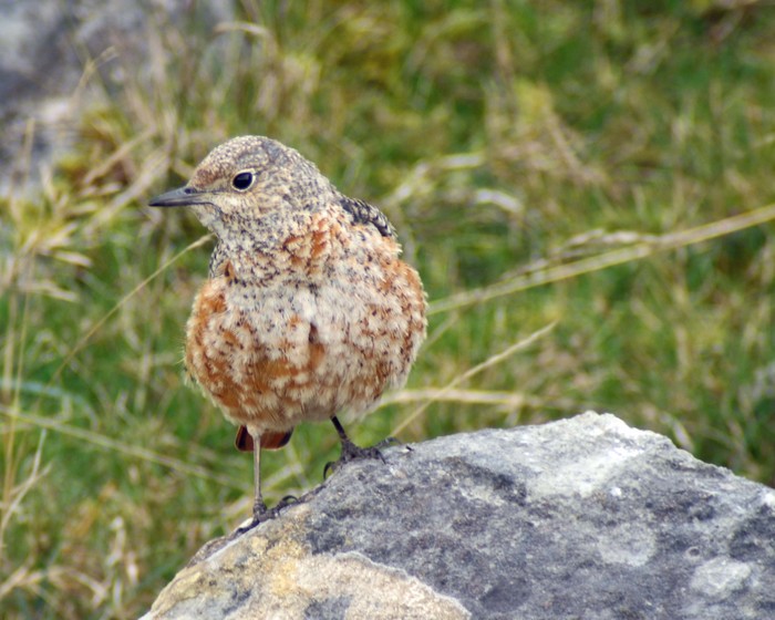 Rock Thrush