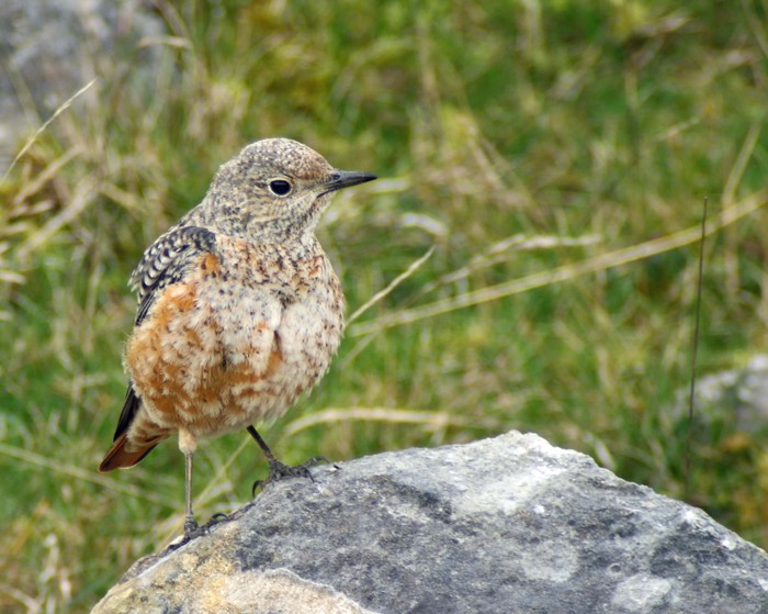 Rock Thrush