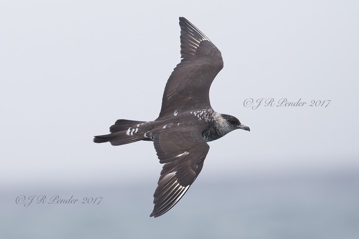 Pomarine Skua