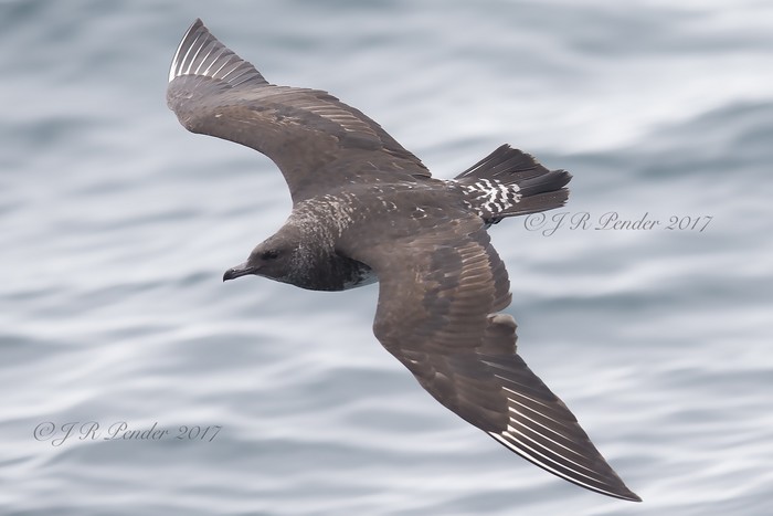 Pomarine Skua