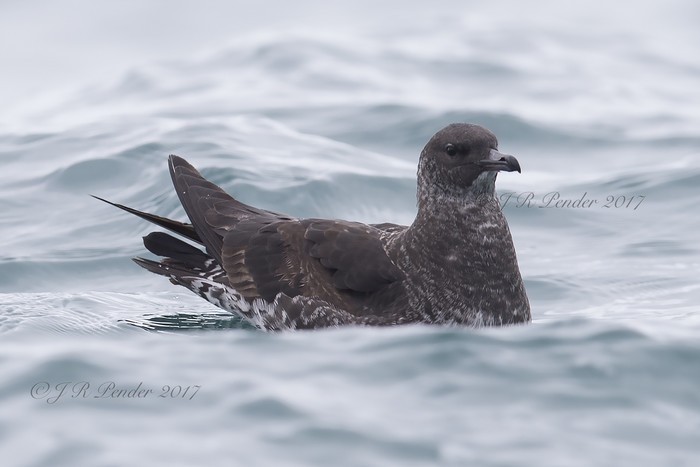 Pomarine Skua