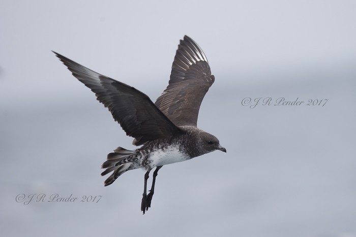 Pomarine Skua
