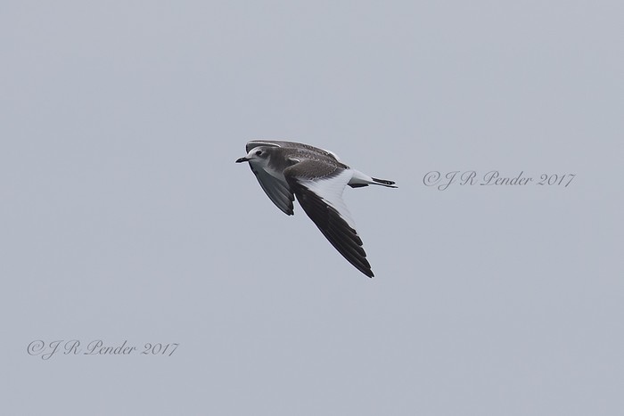 Sabine's Gull