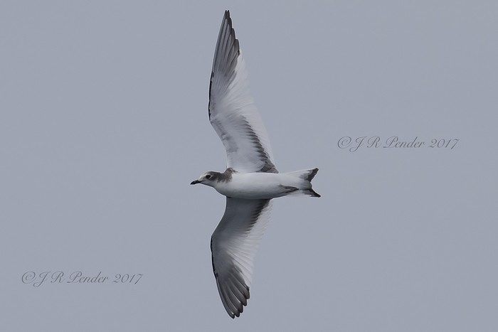 Sabine's Gull