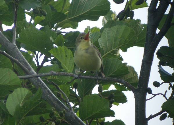 Icterine Warbler