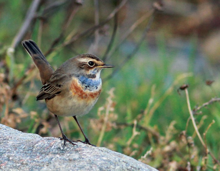 Red-spotted Bluethroat