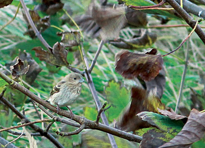 Common Rosefinch