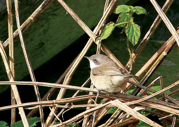 Lesser Whitethroat
