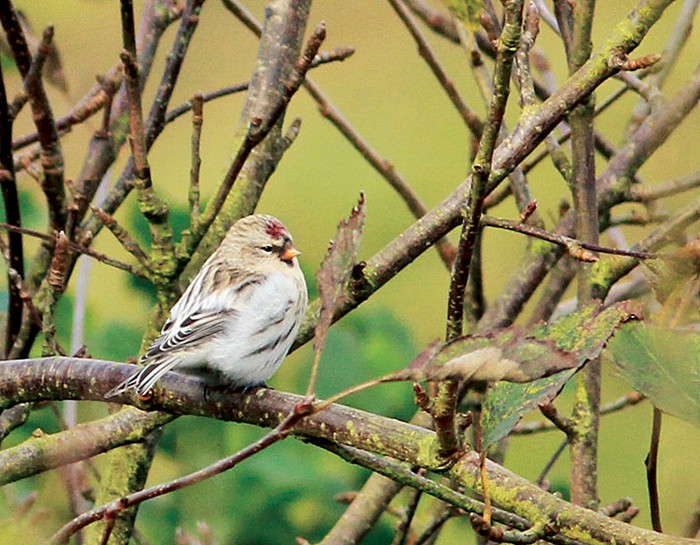 Coues's Arctic Redpoll