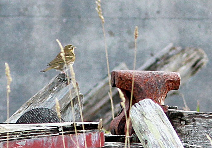 Olive-backed Pipit