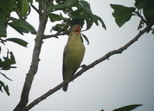 Icterine Warbler