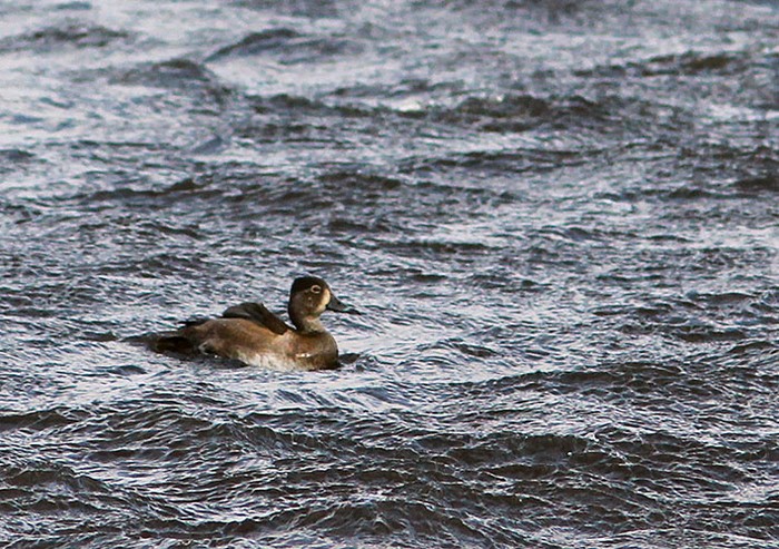 Ring-necked Duck