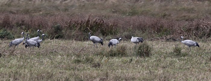 Common Crane