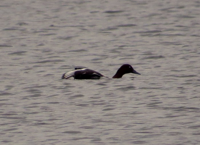 Ferruginous Duck