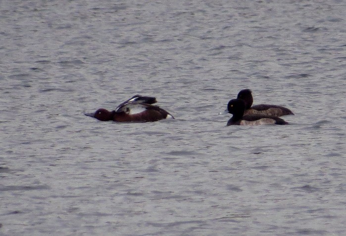 Ferruginous Duck
