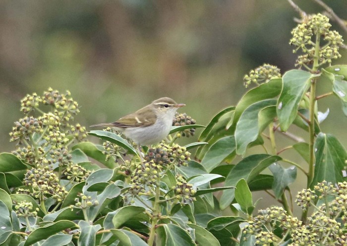 Two-barred Greenish Warbler
