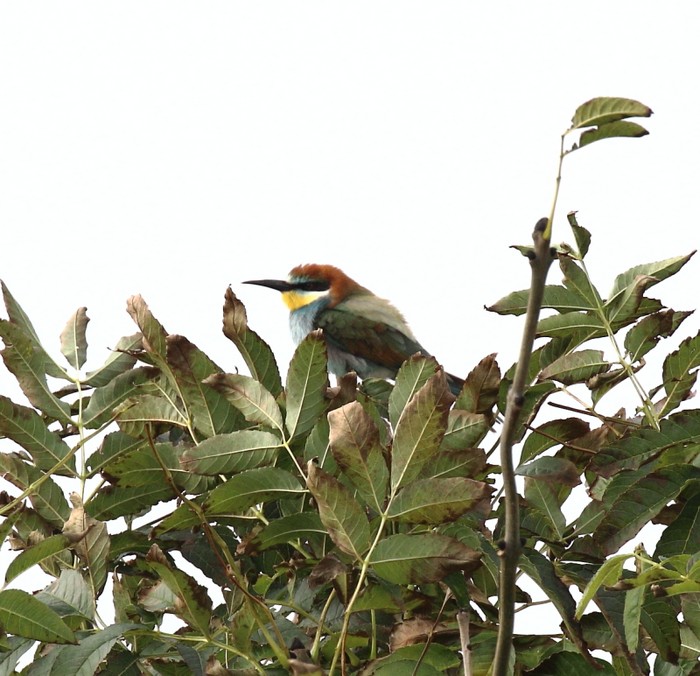 Bee-eater
