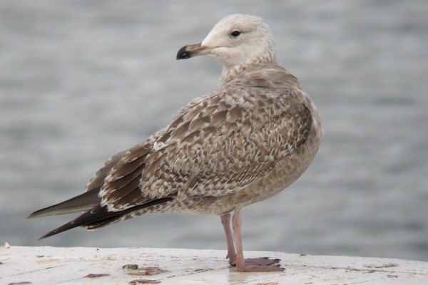 American Herring Gull