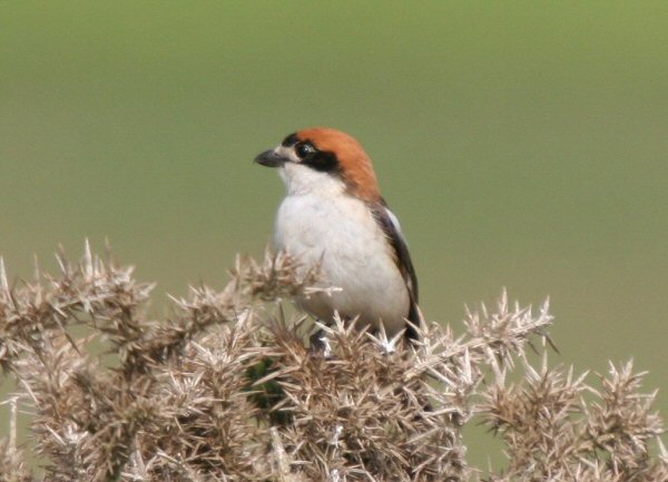 Woodchat Shrike