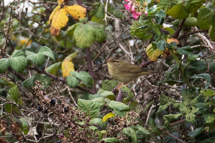 Radde's Warbler